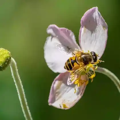 Foto von Mittlere Keilfleckschwebfliege (Eristalis interrupta)