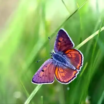 Foto von Violetter Feuerfalter (Lycaena alciphron)