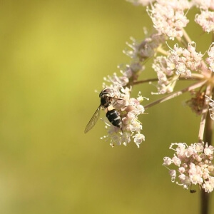 Weiße Breitbandschwebfliege