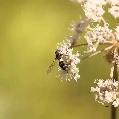 Foto von Weiße Breitbandschwebfliege (Leucozona laternaria)