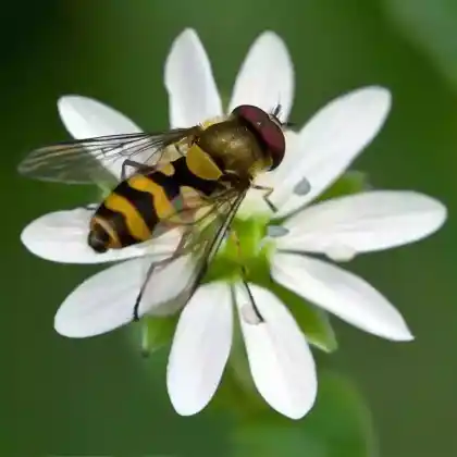 Foto von Dunkle Blattlausschwebfliege (Parasyrphus lineolus)