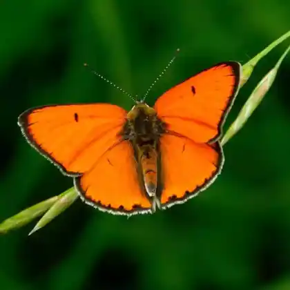 Foto von Großer Feuerfalter (Lycaena dispar)