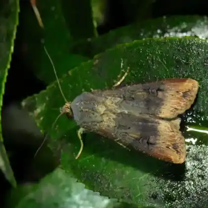 Foto von Ypsiloneule (Agrotis ipsilon)