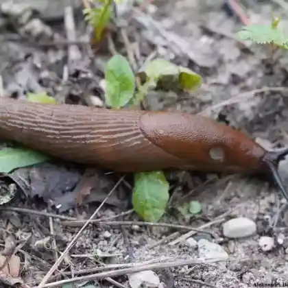 Foto von Spanische Wegschnecke (Arion vulgaris)