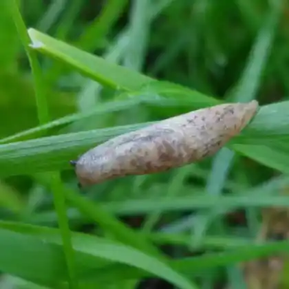 Foto von Genetzte Ackerschnecke (Deroceras reticulatum)
