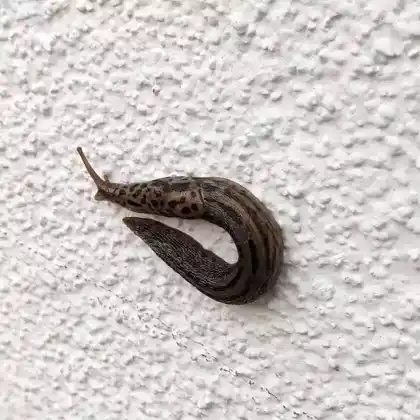 Foto von Tigerschnegel (Limax maximus)