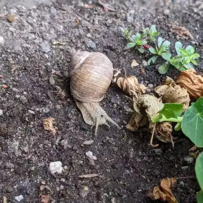 Foto von Weinbergschnecke (Helix pomatia)