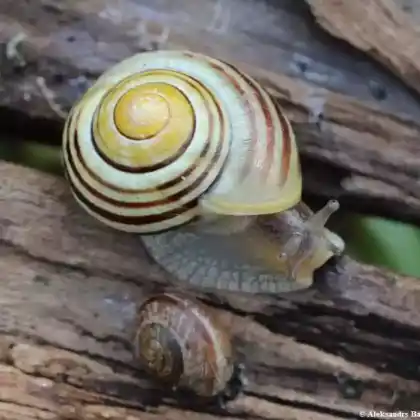 Foto von Garten-Bänderschnecke (Cepaea hortensis)