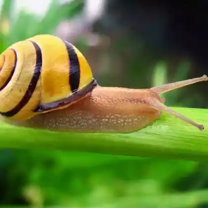 Foto von Hain-Bänderschnecke (Cepaea nemoralis)