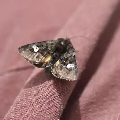 Foto von Moorbunteule (Anarta cordigera)