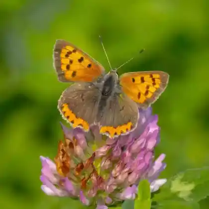 Foto von Blauschillernder Feuerfalter (Lycaena helle)