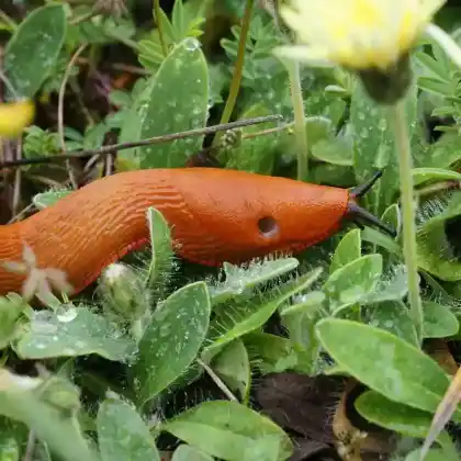 Foto von Rote Wegschnecke (Arion rufus)