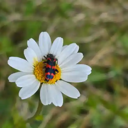 Foto von Zottiger Bienenkäfer (Trichodes alvearius)