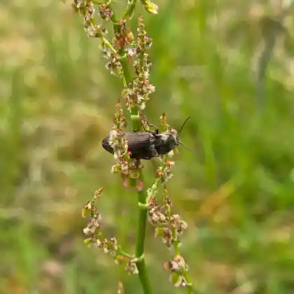 Foto von Glanzschnellkäfer (Selatosomus aeneus)