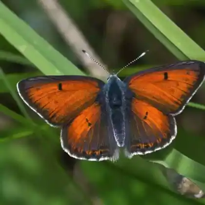 Foto von Lilagold-Feuerfalter (Lycaena hippothoe)