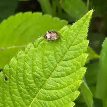 Foto von Schillerwanze (Eysarcoris venustissimus)