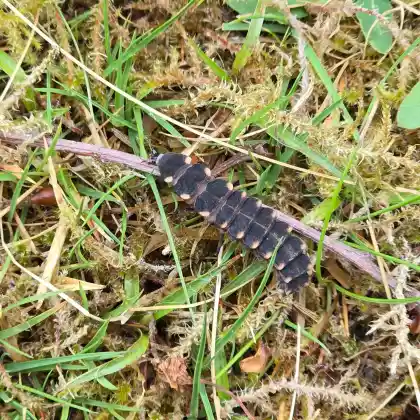 Foto von Großer Leuchtkäfer (Lampyris noctiluca)