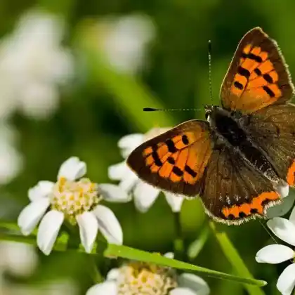 Foto von Kleiner Feuerfalter (Lycaena phlaeas)