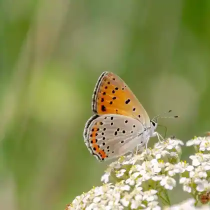 Foto von Brauner Feuerfalter (Lycaena tityrus)