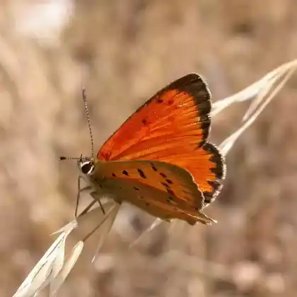 Foto von Dukatenfalter (Lycaena virgaureae)