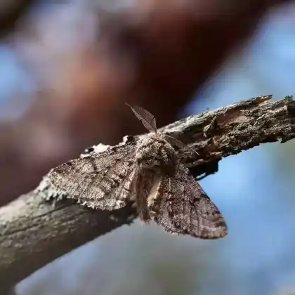 Foto von Schwarzfühler-Dickleibspanner (Lycia hirtaria)