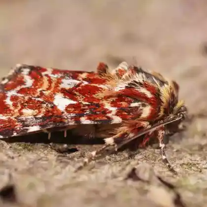 Foto von Heidekrauteulchen (Anarta myrtilli)