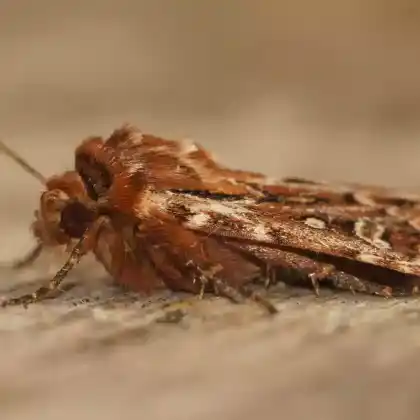 Foto von Kleine Heidekrauteule (Lycophotia porphyrea)