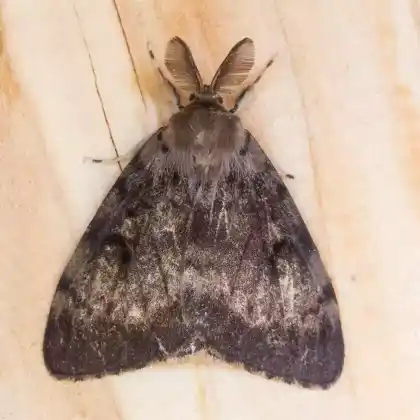 Foto von Schwammspinner (Lymantria dispar)