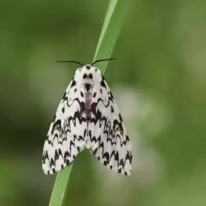 Foto von Nonne (Lymantria monacha)