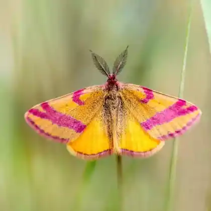 Foto von Ampfer-Purpurspanner (Lythria cruentaria)