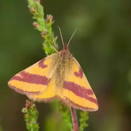 Foto von Knöterich-Purpurbindenspanner (Lythria purpuraria)