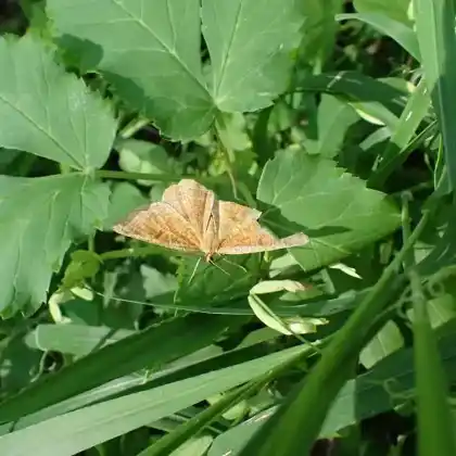 Foto von Großer Schlehenspanner (Angerona prunaria)