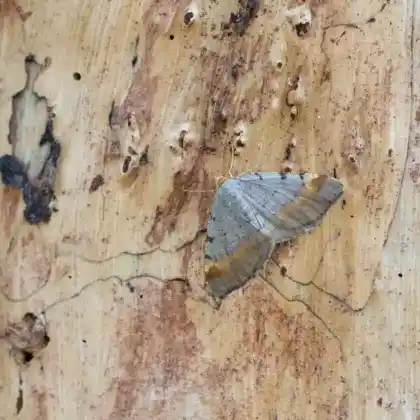 Foto von Violettgrauer Eckflügelspanner (Macaria liturata)