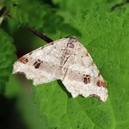 Foto von Hellgrauer Eckflügelspanner (Macaria notata)