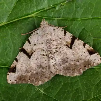 Foto von Vauzeichen-Eckflügelspanner (Macaria wauaria)