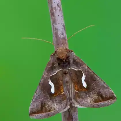 Foto von Schafgarben-Silbereule (Macdunnoughia confusa)