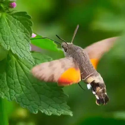 Foto von Taubenschwänzchen (Macroglossum stellatarum)