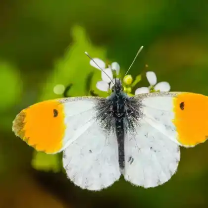 Foto von Aurorafalter (Anthocharis cardamines)