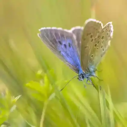 Foto von Lungenenzian-Ameisenbläuling (Maculinea alcon)