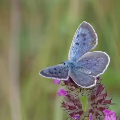 Foto von Quendel-Ameisenbläuling (Maculinea arion)