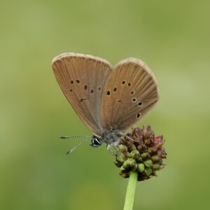 Dunkler Wiesenknopf-Ameisenbläuling