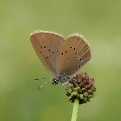 Foto von Dunkler Wiesenknopf-Ameisenbläuling (Maculinea nausithous)