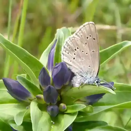 Foto von Kreuzenzian-Ameisenbläuling (Maculinea rebeli)