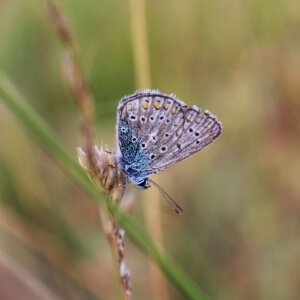 Heller Wiesenknopf-Ameisenbläuling