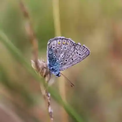 Foto von Heller Wiesenknopf-Ameisenbläuling (Maculinea teleius)