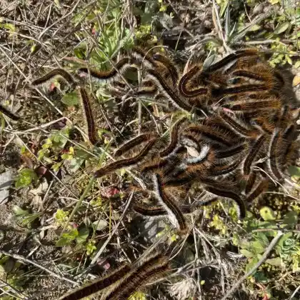 Foto von Alpen-Ringelspinner (Malacosoma alpicola)