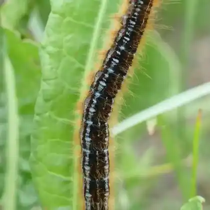 Foto von Frankfurter Ringelspinner (Malacosoma franconica)