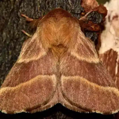 Foto von Ringelspinner (Malacosoma neustria)