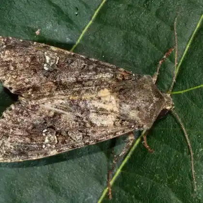 Foto von Kohleule (Mamestra brassicae)