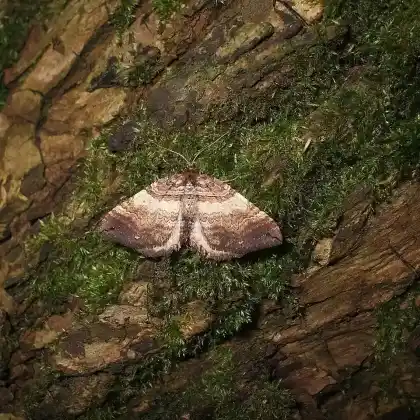 Foto von Wildrosen-Blattspanner (Anticlea badiata)